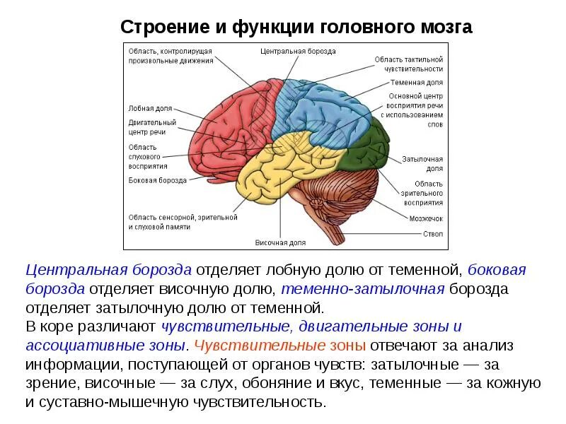 Схема строения больших полушарий головного мозга. Доли большого полушария головного мозга. строение головного мозга доли.