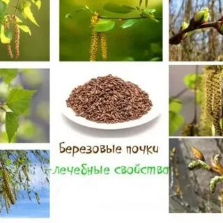 Было прохладно и березовые почки источали