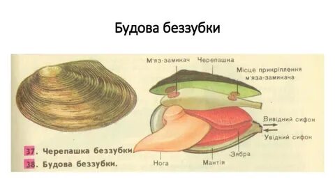 Беззубка и окунь