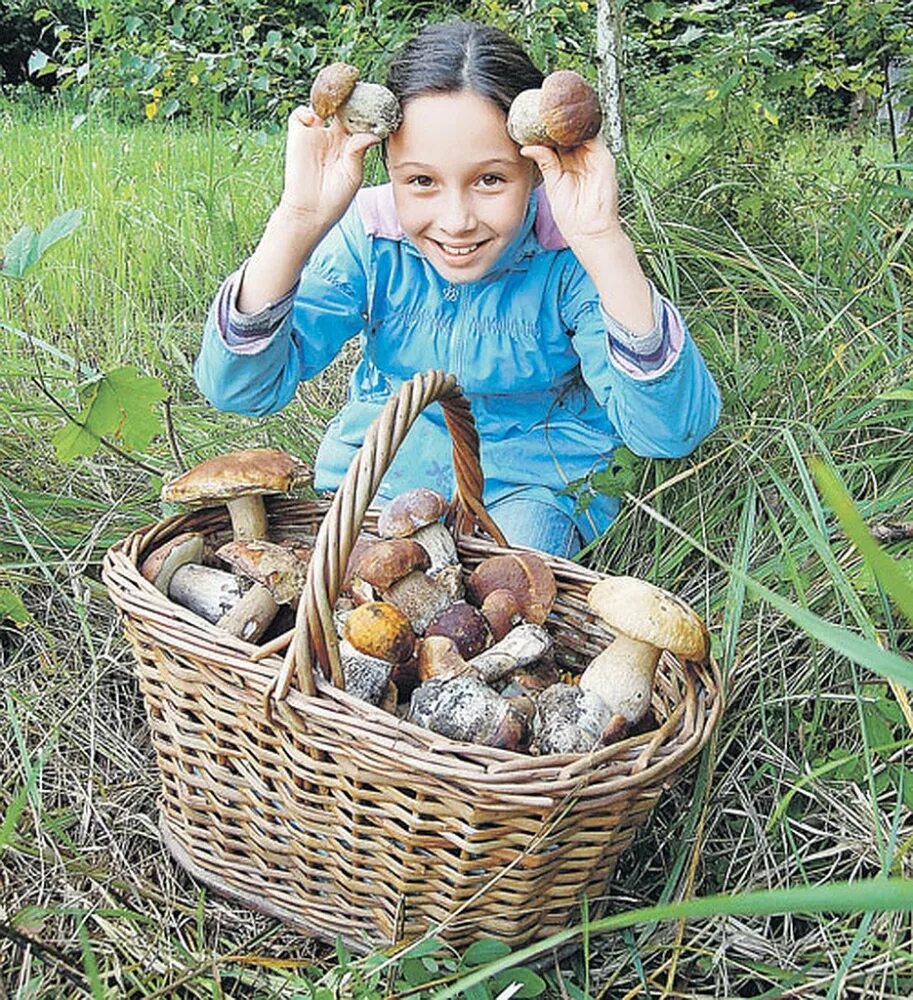 Pick mushrooms. Сбор грибов. Сбор грибов в лесу. Собранные грибы. Собирать ягоды.