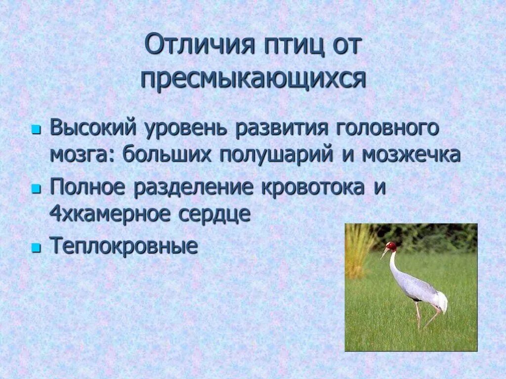 Укажите главные черты отличия птиц от пресмыкающихся. Отличие птиц и пресмыкающихся. Пресмыкающиеся птицы. Птицы отличаются от пресмыкающихся. Отличие птиц от рептилий.