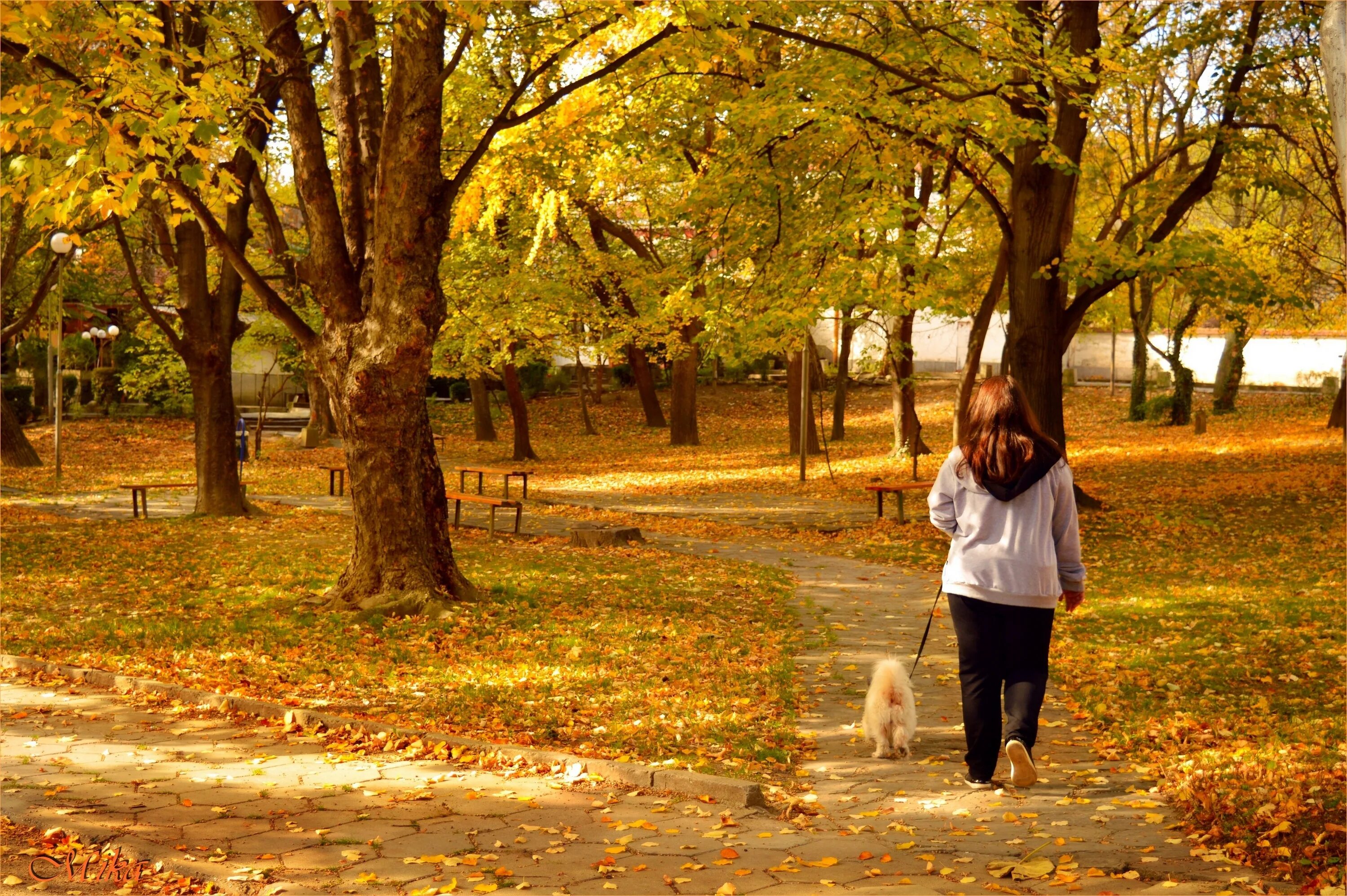 Гулять по аллее. Гулять в парке. Осенний город. Прогулка в осеннем парке. Прогулка в парке осенью.