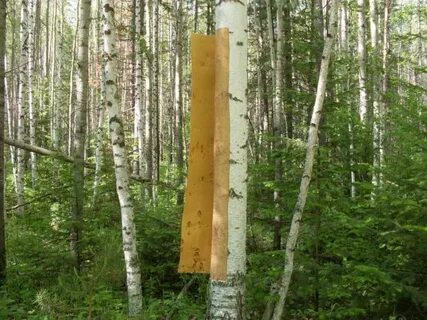 Сухая березовая