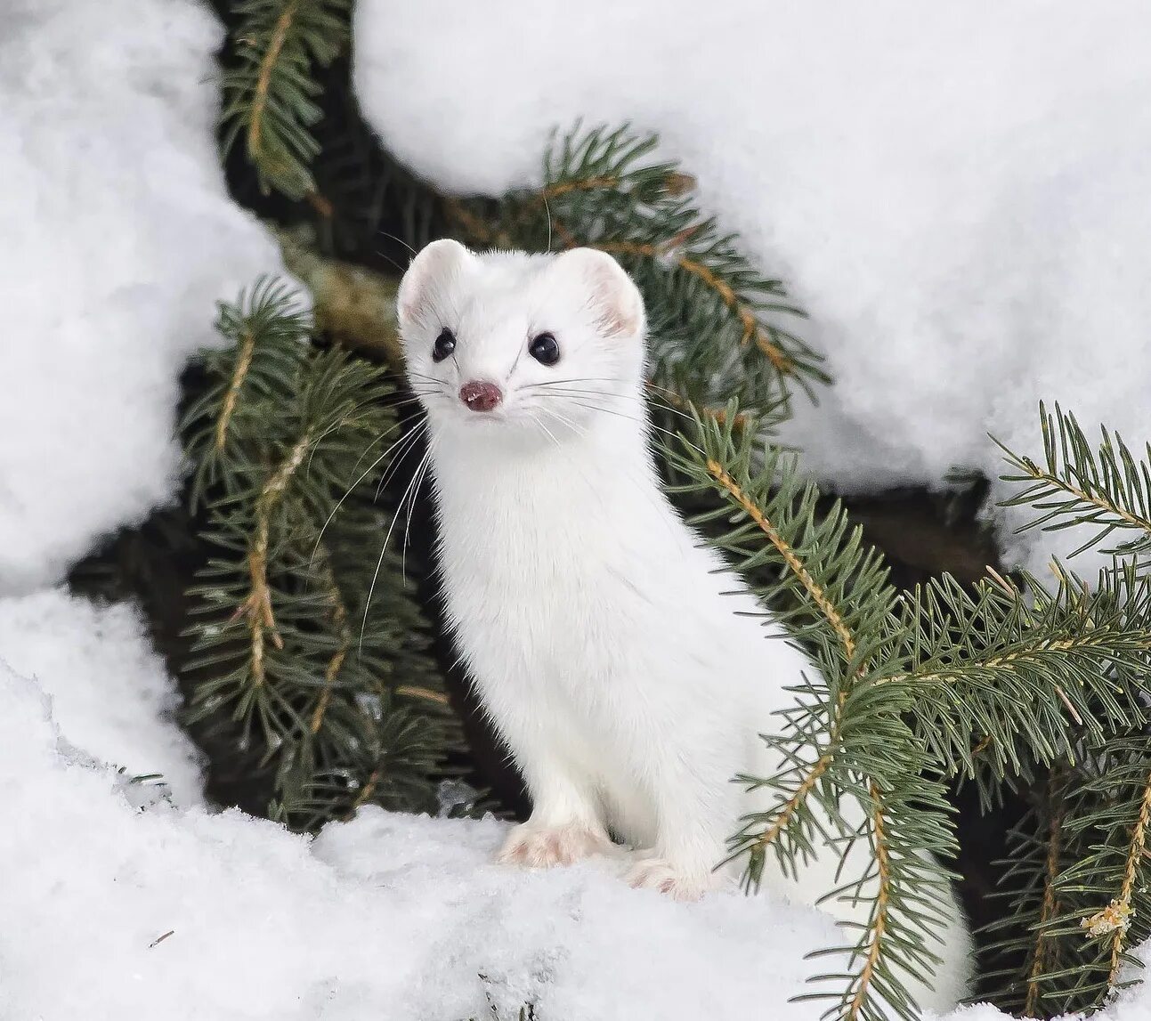 белая ласка животное маленькая. белый длинный зверек. маленький белый зверек зимой. маленький белый зверек зимой. норка ласка и горностай.
