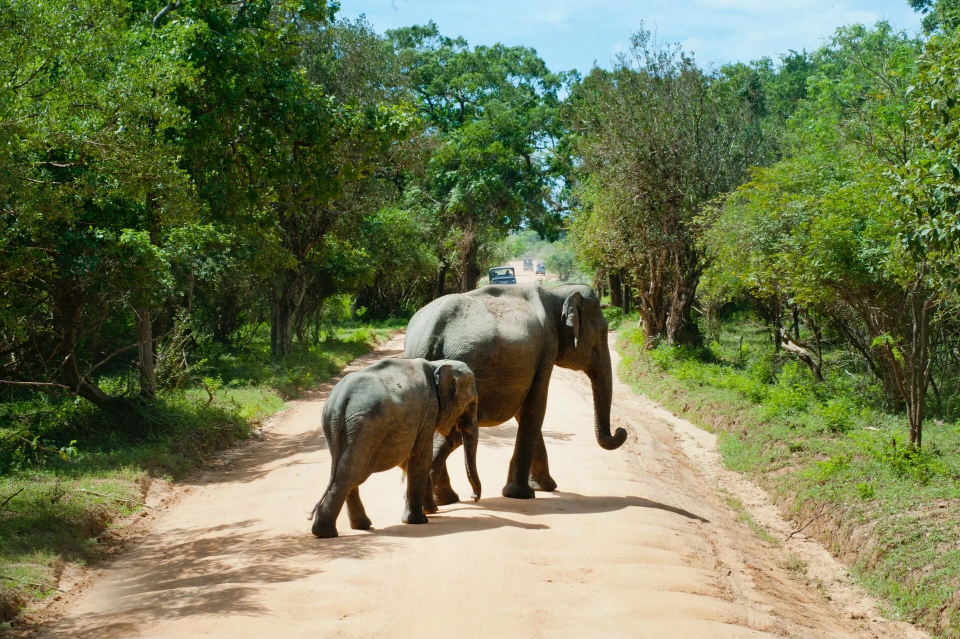 Сафари парк Ридиягама Шри Ланка. Слоновья прогулка. Шри Ланка слоны. Животные на Шри Ланке.