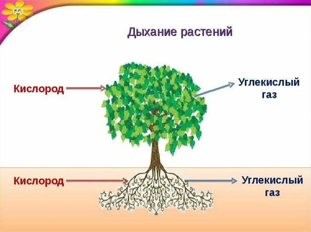 Схема дыхания и питания растений. Дыхание растений. питание и дыхание растений. схема питания и дыхания растений. дыхание растений 3 класс.