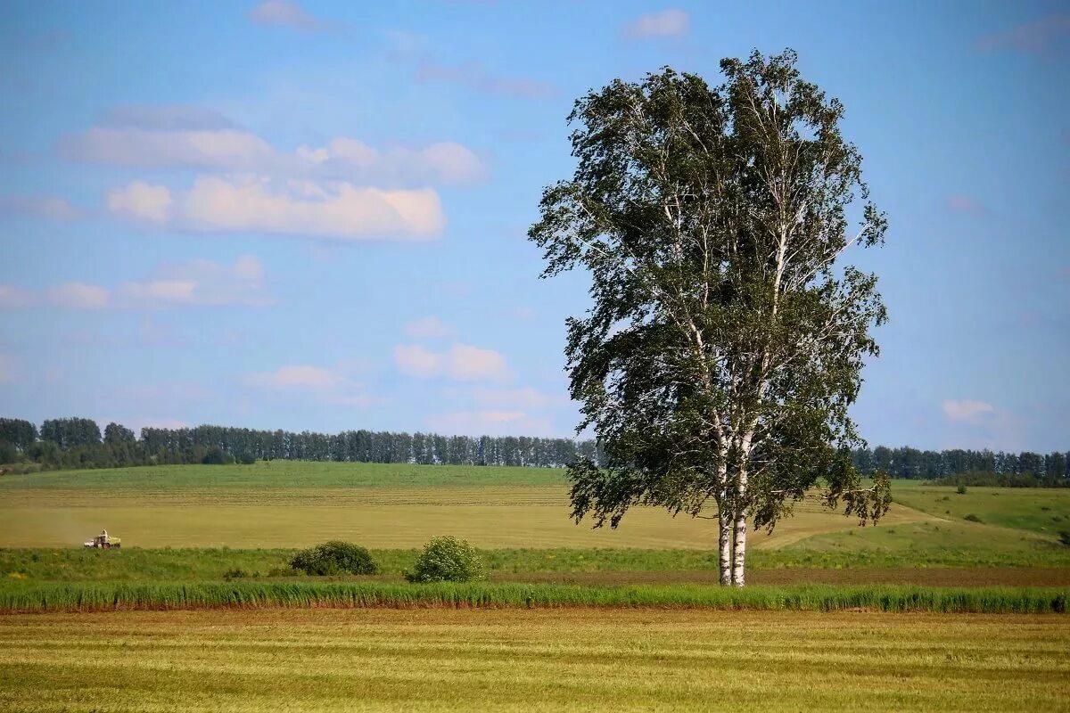 Россия Березки поле. Береза в поле. Одинокая береза. Поле березы лето.