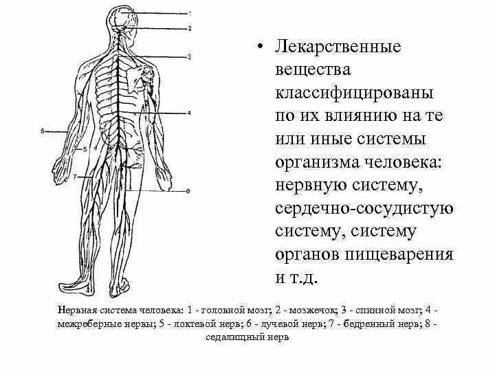 Нервная система человека схема. Нервные окончания человека схема. Нервные узлы на теле человека схема расположения. Расположение нервных окончаний у человека.