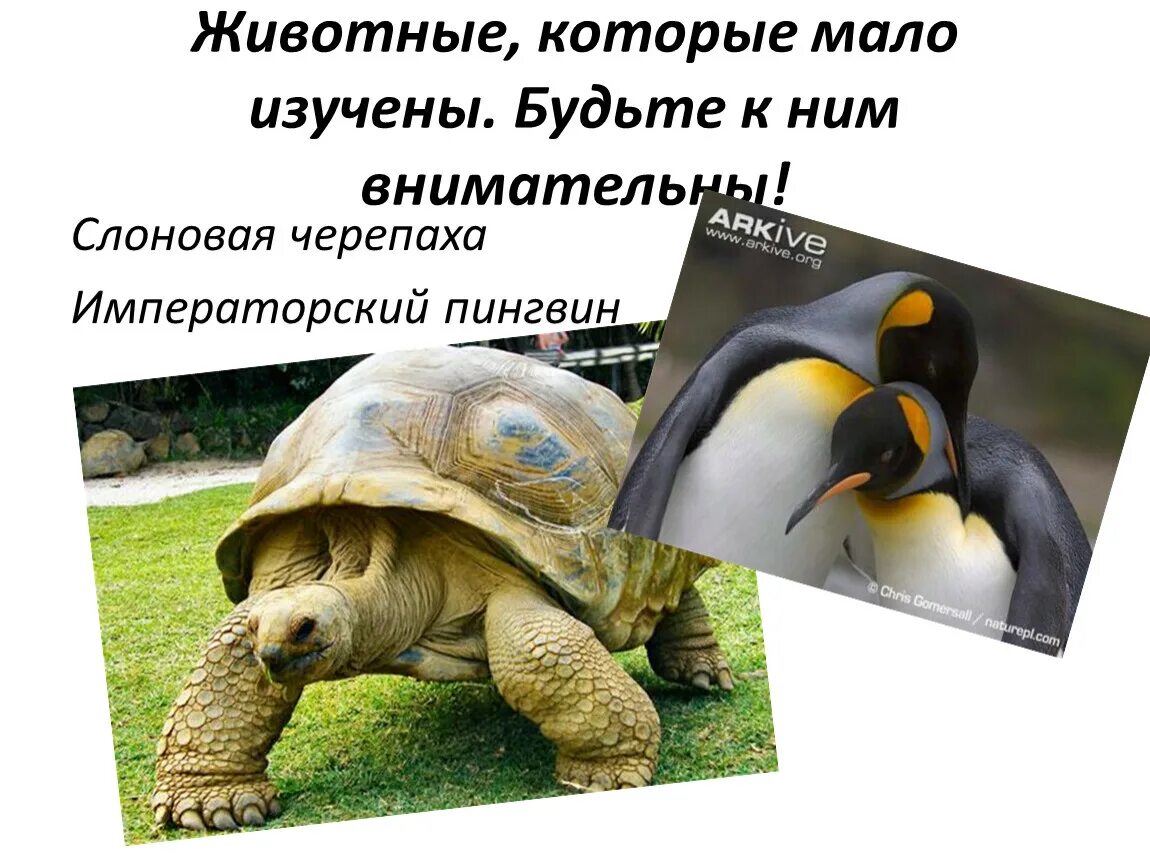 Животные которые мало изучены