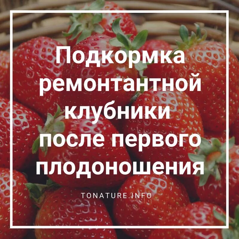 Клубника после плодоношения. Подкормка клубники после плодоношения. Подкормка клубники после плодоношения и обрезки. Чем подкормить клубнику после плодо.