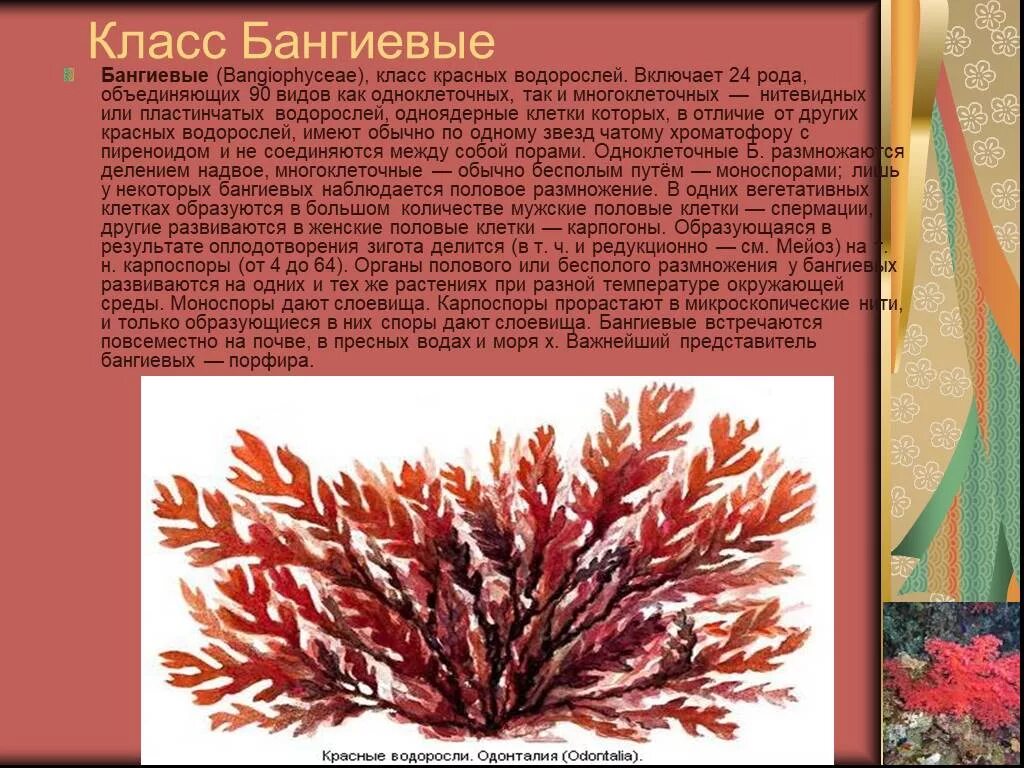 Красные водоросли клетки. Класс Бангиевые водоросли. Класс красные водоросли. Бангиевые красные водоросли. Класс Бангиевые представители.