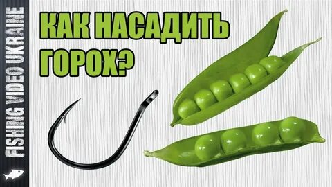 Приманка горох