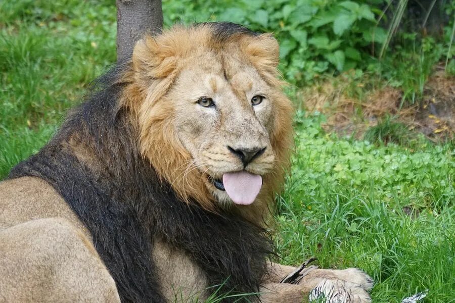 Animals member. Азиатский Лев. Индийский Лев. Азиатский Лев Индия. Panthera Leo Leo.