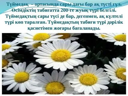 Сұлулығы бар ағашшының порно кастингі