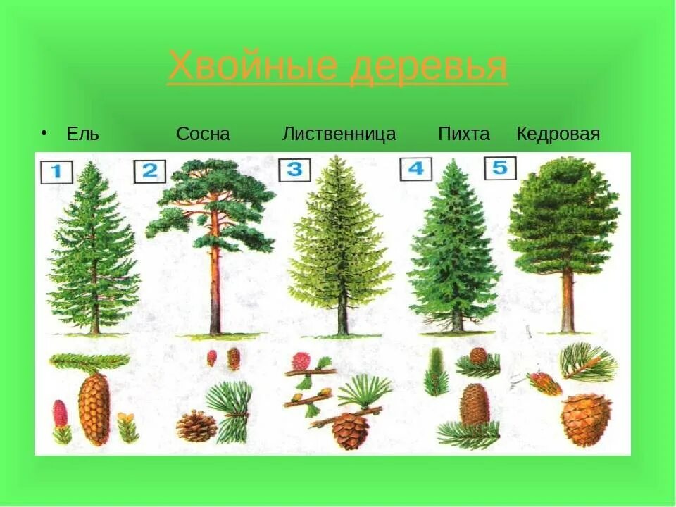 Растения относящиеся к хвойным примеры. Сосна кедр пихта. Ель сосна кедр пихта. Ель сосна пихта лиственница. Хвойники ель и сосна.