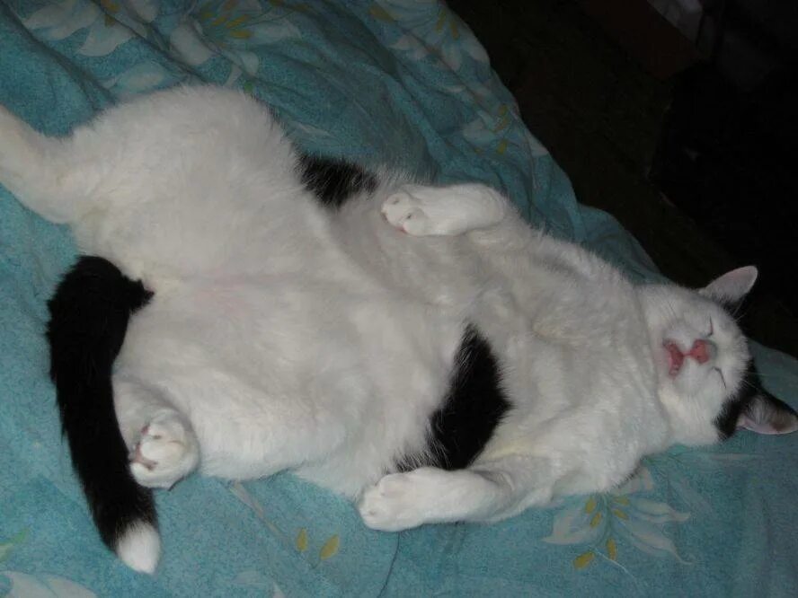 Почему кот ложится на спину. Кот лежит на спине. коты спят на спине. котик спит на спине. кошка лежит на спине.