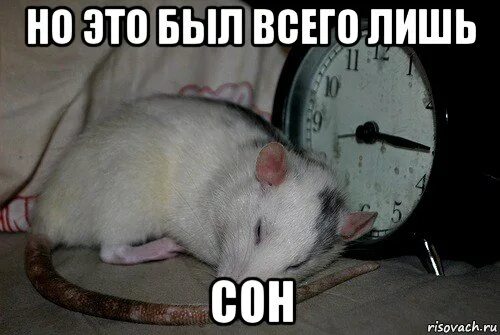 Rat meme