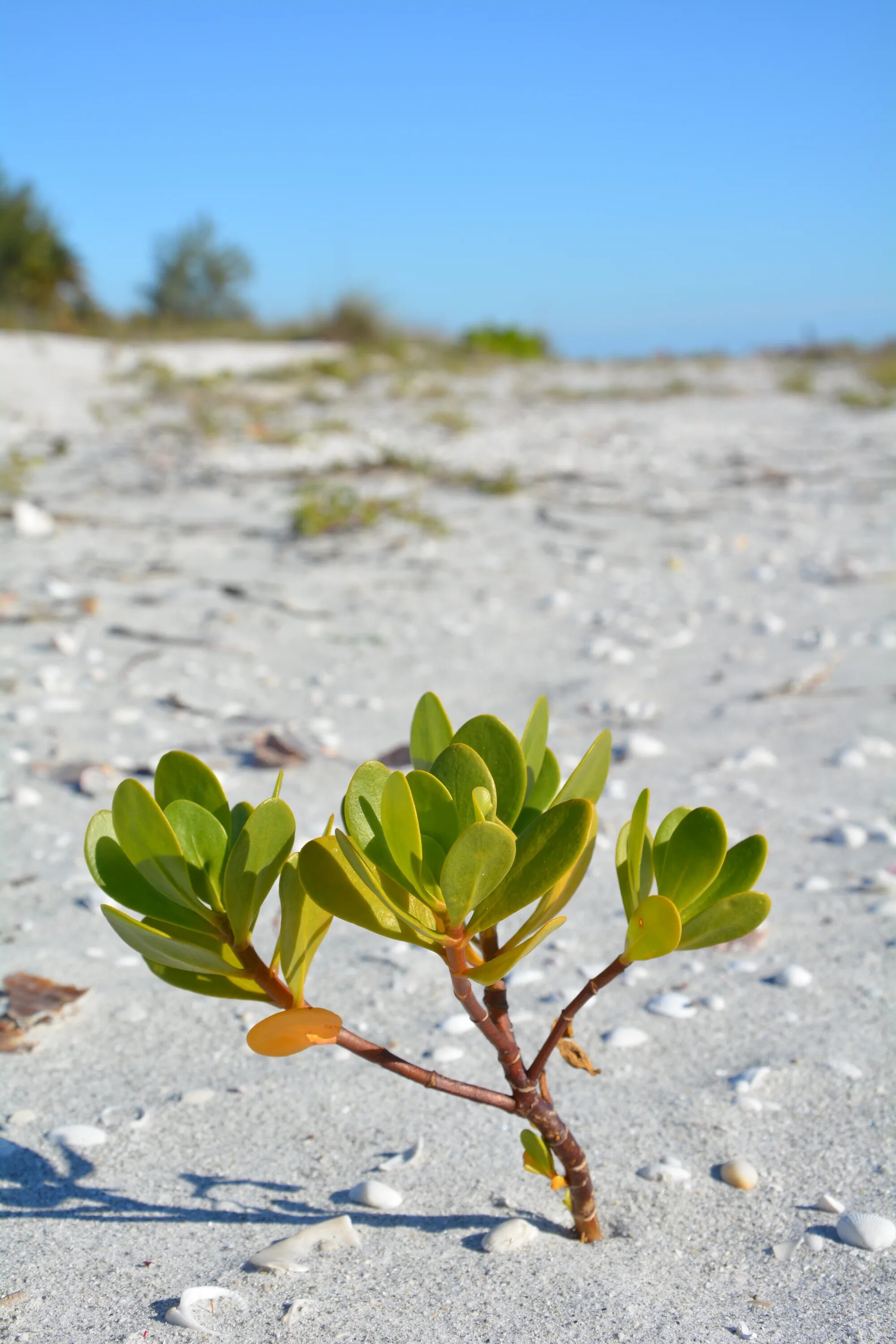 Sand plant