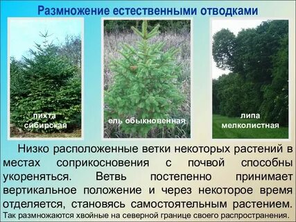 Постепенно принятый