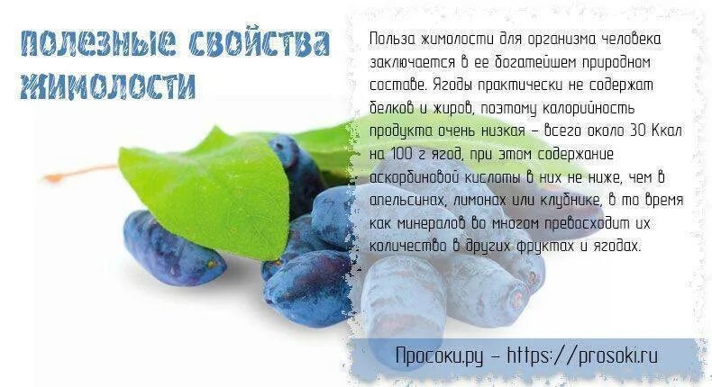 Для чего полезна жимолость ягода. Жимолость ягоды витамины. жимолость полезные свойства. жимолость польза. ягода жимолость полезные.