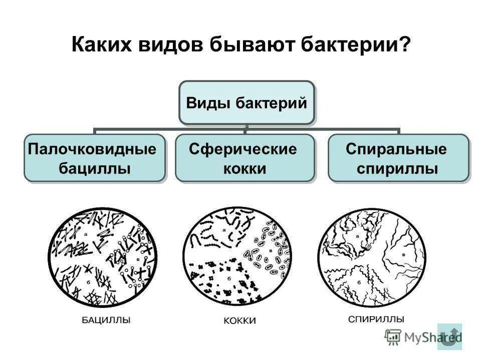 Приведите 3 примера бактерий. Какие бывают разновидности бактерий. Какие есть типы бактерий. Какой формы бывают бактерии.