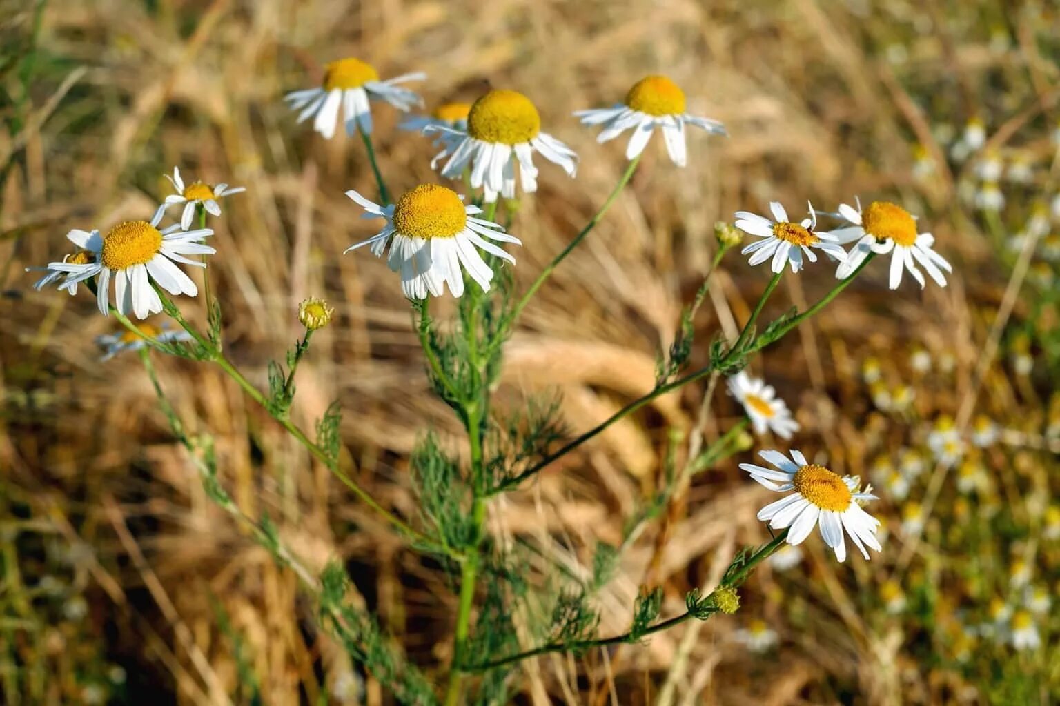 Тип ромашки лекарственной. Matricaria Chamomilla. Ромашка аптечная. Chamomilla officinalis.