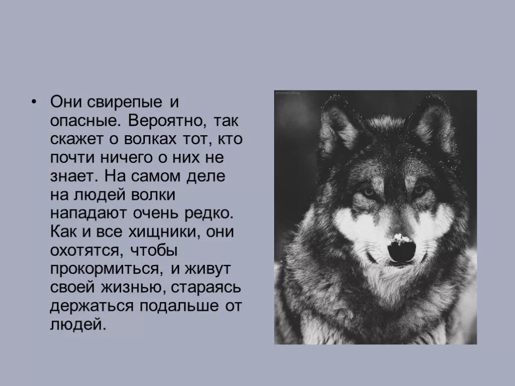 Самое интересное о волке. Интересные факты о волках. Интересные факты про Волков. Факты о волках для детей.