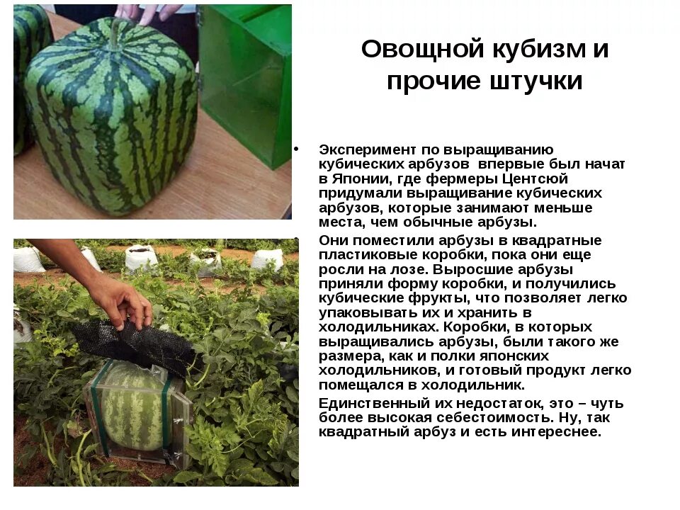Дынная бахча. Арбуз в огороде. Откуда арбузы. Арбуз растет. Где растут арбузы.