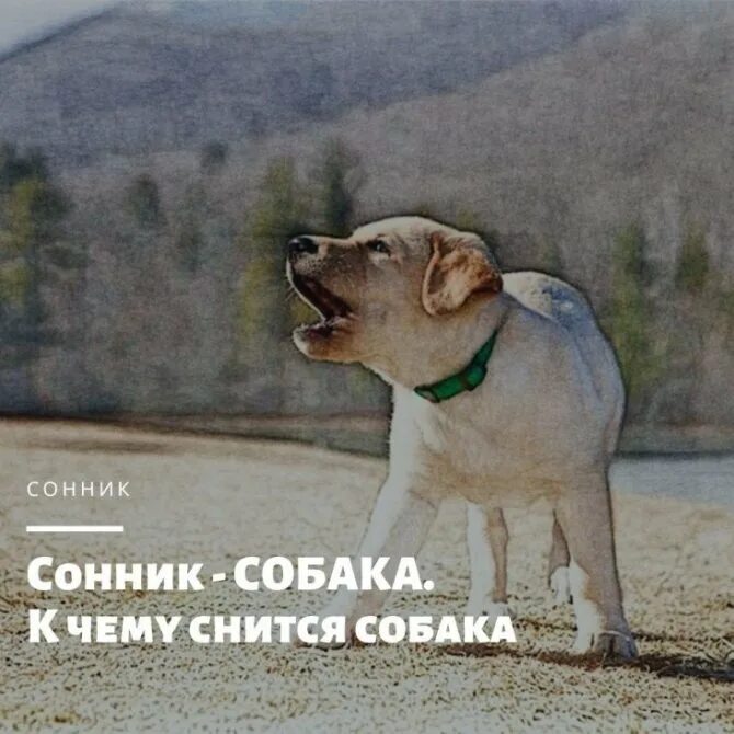 Если приснилась собака. Что снится собакам. Сонник собака. Собака сонник к чему снится собака. Сонник собака бросается.