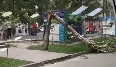 Дерево упало на девушку