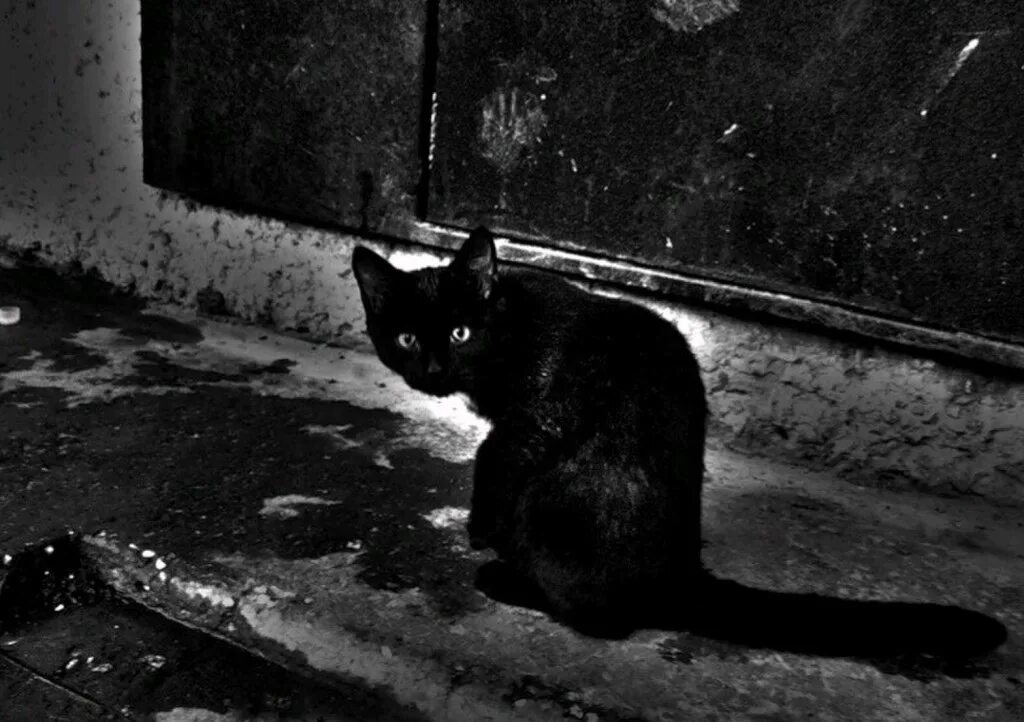 Black кинут. Бездомный черный котенок. Чёрный кот. Черный бродячий кот. Черная кошка на улице.