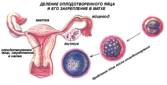Как происходит зачатие человека. Зачатие у человека. оплодотворение женщины. зачатие и оплодотворение. процесс зачатия.