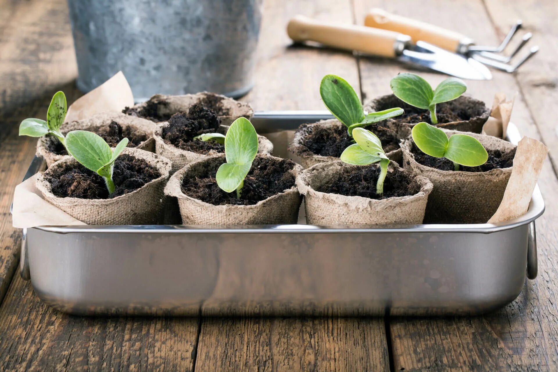 Высадка семян в апреле. Seedling «рассада». Коренастая рассада. Торфяной горшок для рассады.