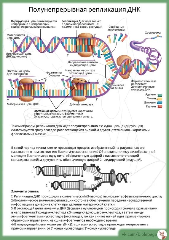 Какой цифрой на схеме обозначена репликационная вилка. Репликация днк егэ биология. репликативная вилка днк. схема репликационной вилки днк. ферменты репликации днк.