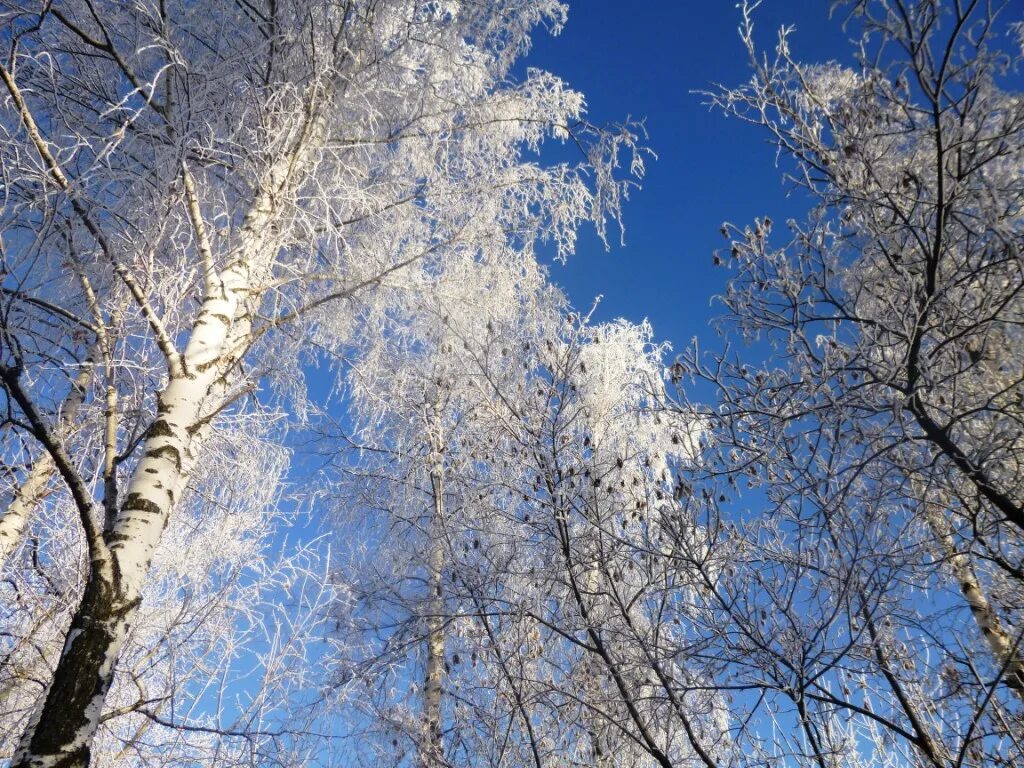 Снежною каймой распустились. Белая береза. снежная кайма на березе. распустились кисти. береза под снегом.