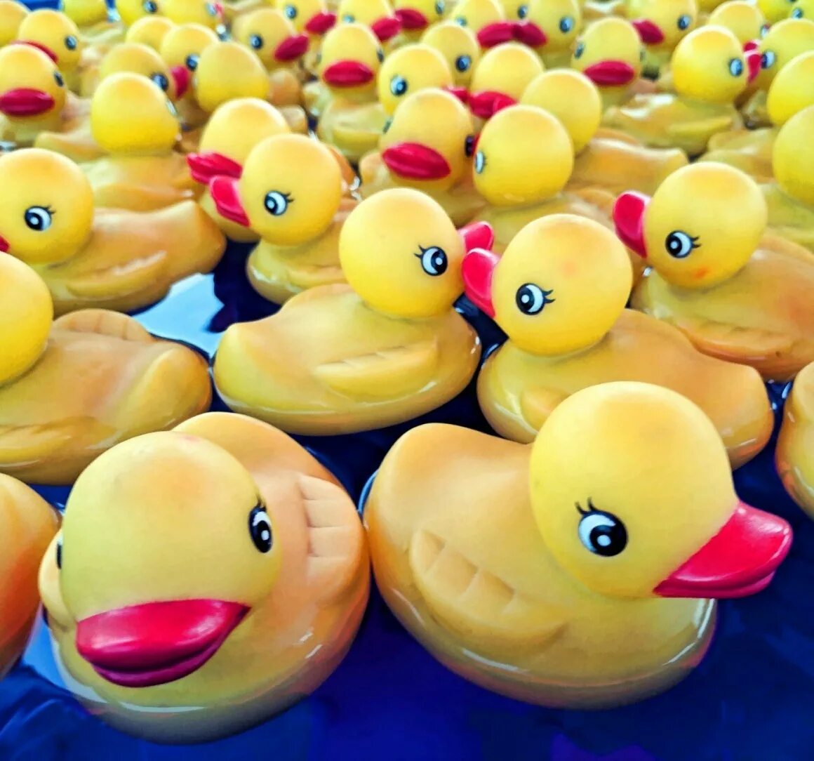 одежда для уточки. смешная утка. резиновые уточки в океане. Ducky утки. включи видео уточка.