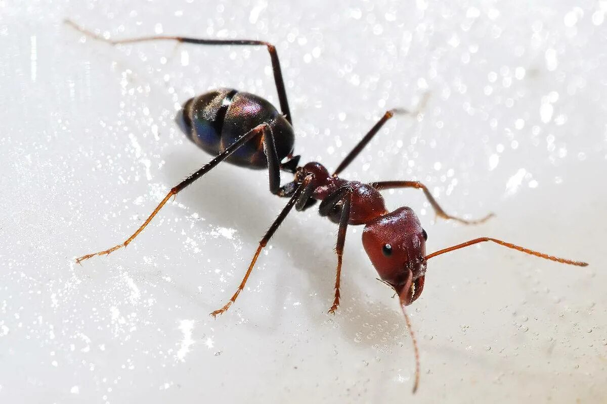 Красный фаэтончик муравей. Муравьи Iridomyrmex. Iridomyrmex purpureus. Formicidae муравьи.