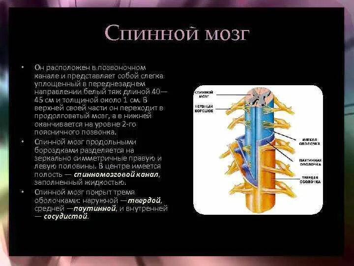 Жидкость в спинном канале. Строение спинного мозга. В позвоночном канале расположен. Спинной мозг в позвоночном канале. Спинной мозг расположен в позвоночном канале.