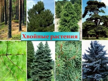 Можно ли хвойные деревья
