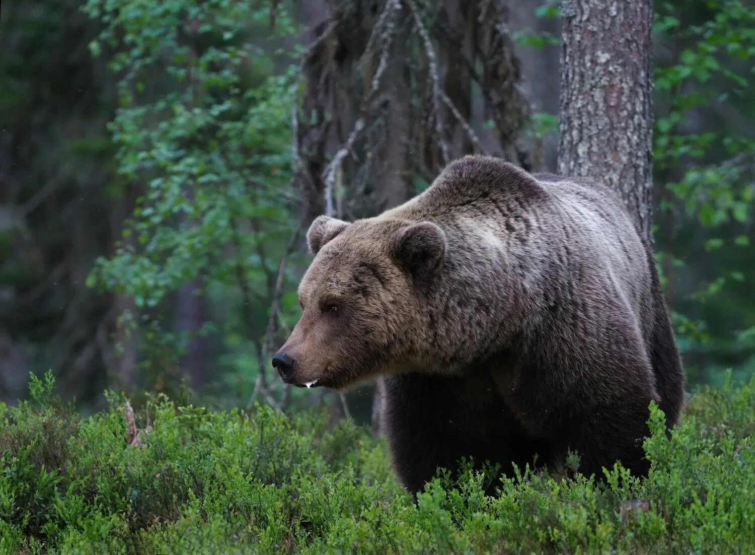 Ареал обитания бурого медведя. Ареал бурого медведя в России. Среда обитания бурого медведя. Ареал бурого медведя.