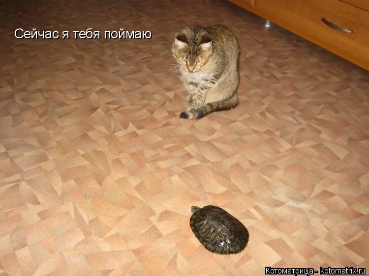 щас поймаю. роблокс кайф. белый медведь презентация 7 класс. говорящий монитор. щас поймаю.