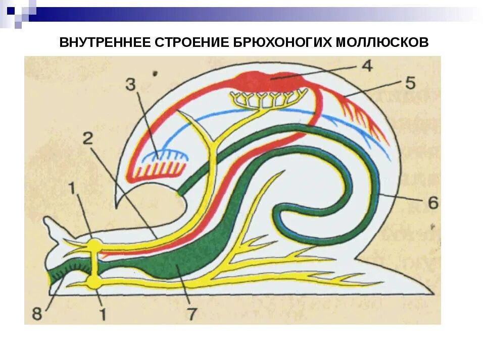 Внутреннее строение брюхоногого моллюска. Внутреннее строение брюхоногих моллюсков. Строение брюхоногих моллюсков 7 класс. Брюхоногие моллюски внутреннее строение 7 класс.