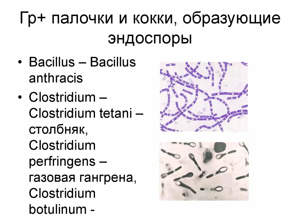 Грамм плюс грамм минус. Грамотрицательные кокки и палочки. Грамотрицательные кокки кокки. Эндоспоры образуют грамположительные кокки. Эндоспоры бактерий.