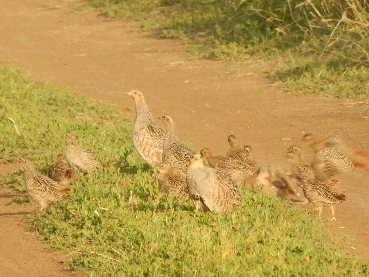 Обилие очень большое количество обилие дичи. Картинка с добытыми весной селезнями. Ловчие птицы. Весенняя охота на селезня гуся. Обилие очень большое количество обилие дичи.