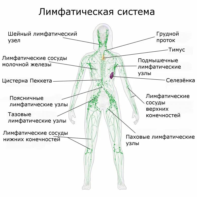 Лимфа проводится. Лимфатическая система человека схема движения лимфы. схема строения лимфоидной системы человека. строение лимфатической системы человека. лимфатическаясистем схема.