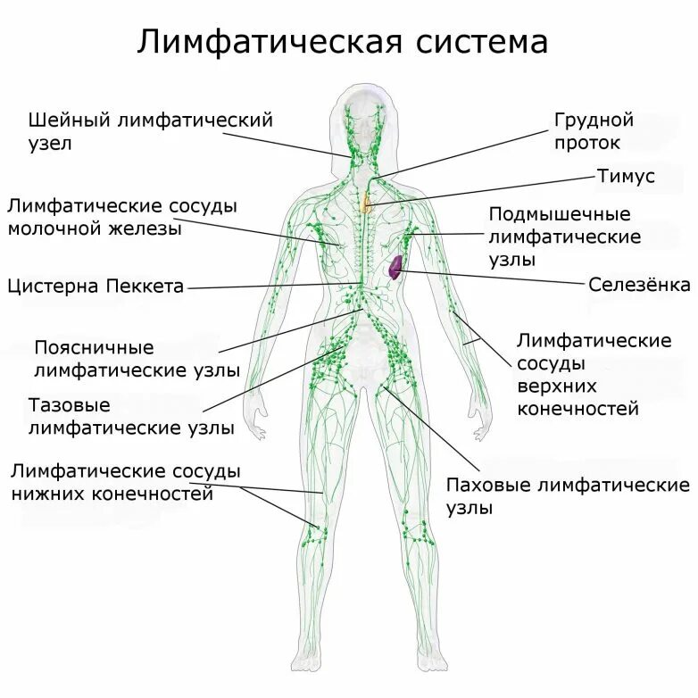 Лимфатическая система человека схема движения. Строение лимфатической системы человека схема. Строение лимфатической системы и лимфатического узла. Схема строения лимфоидной системы человека. Лимфосистема схема