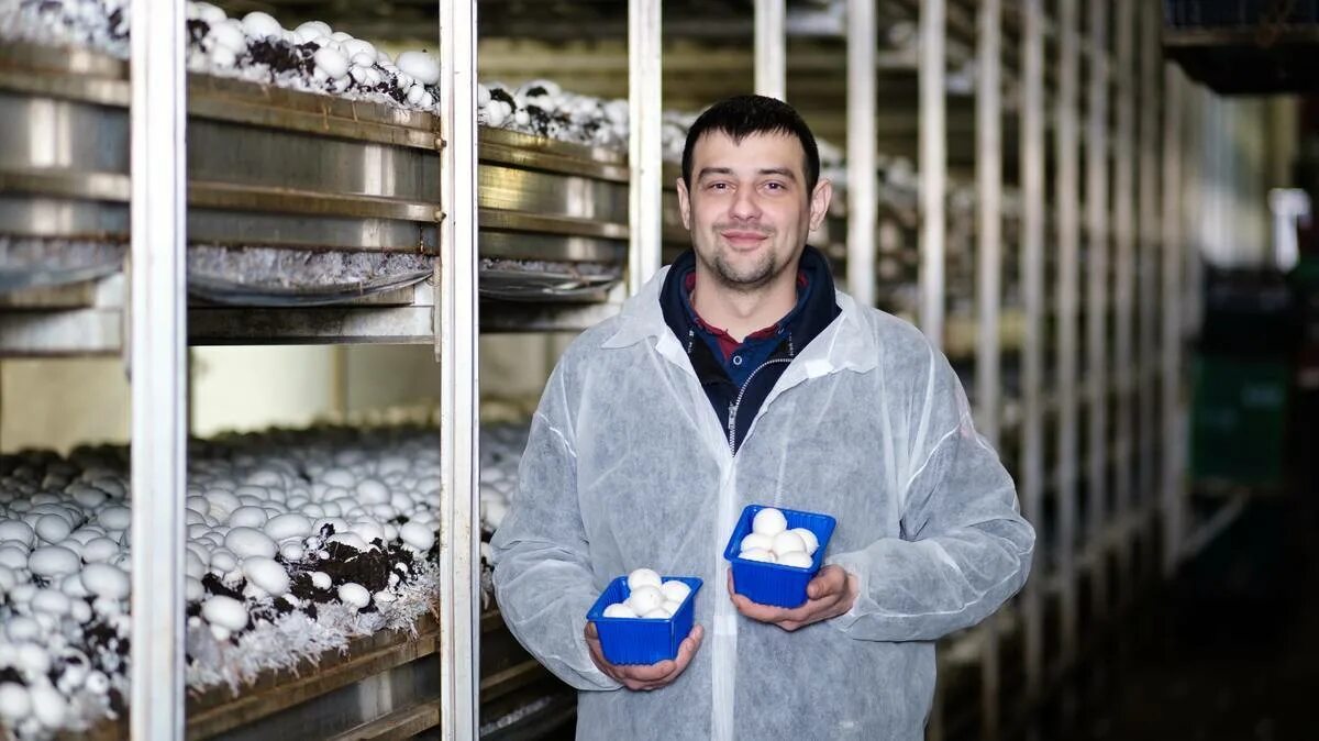 Грибная компания кашира. Нижегородский губернский колледж эмблема. Нгк кашира. Грибная компания кашира. Нгк кашира.
