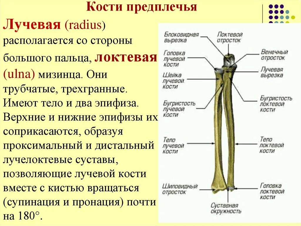 Лучевая кость 2)  локтевая кость. Строение кости лучевая кость. Кости предплечья лучевая и локтевая их строение. Кости предплечья локтевая кость кость анатомия. Кости предплечья соединение