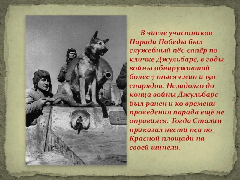 Рассказ собаки герои. Рассказ собаки герои. Рассказ собаки герои. Рассказ собаки герои. Джульбарс овчарка герой великой отечественной.