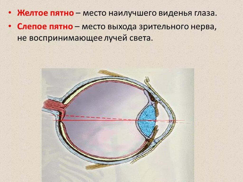 Слепое пятно глаза это. Зрительный анализатор слепое пятно. желтое пятно и слепое пятно строение и функции. строение сетчатки слепое пятно. строение глаза желтое пятно слепое пятно.